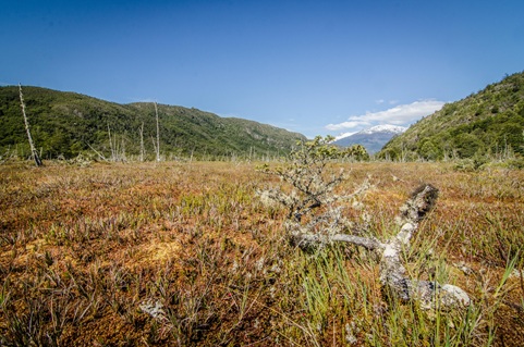 Turberas: un tesoro escondido en la Patagonia