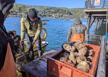Sernapesca Aysén inicia proceso de postulación para la asignación AMERB Bahía Eugenia