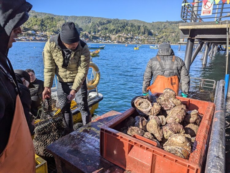 Sernapesca Aysén inicia proceso de postulación para la asignación AMERB Bahía Eugenia