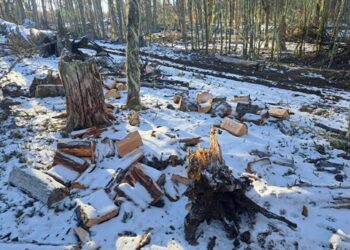 Gobierno denuncia la corta ilegal de bosque nativo en la región de Aysén