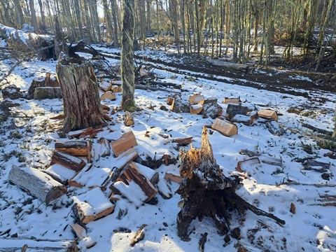 Gobierno denuncia la corta ilegal de bosque nativo en la región de Aysén