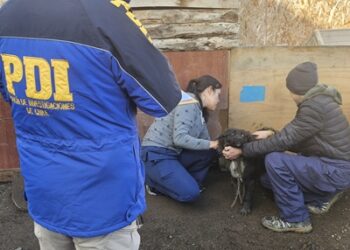 MALTRATO ANIMAL: 19 ANIMALES FUERON ENCONTRADOS EN SITUACIÓN DE ABANDONO