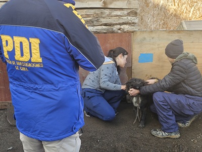 MALTRATO ANIMAL: 19 ANIMALES FUERON ENCONTRADOS EN SITUACIÓN DE ABANDONO