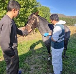 SAG Aysén informa que no se han detectado equinos positivos a Anemia Infecciosa Equina en la región