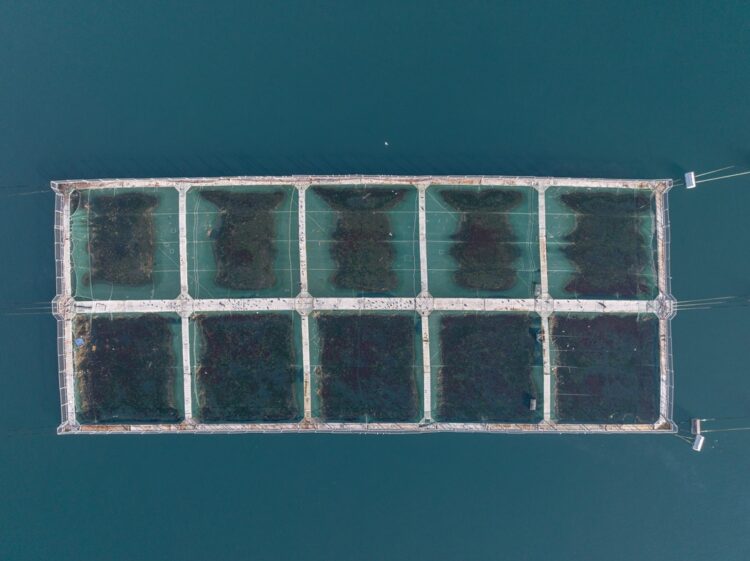 “La industria del salmón es incompatible con la salud del mar”