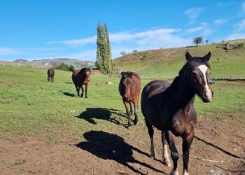 SAG detecta los primeros casos de Anemia Infecciosa Equina en la región de Aysén