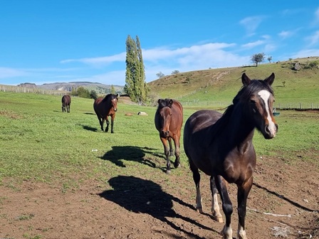 SAG detecta los primeros casos de Anemia Infecciosa Equina en la región de Aysén