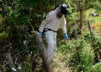 Salud confirma nuevo caso de Hantavirus en Aysén