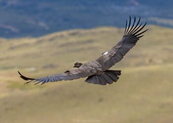 Comunidades de Aysén disfrutaron de la liberación de tres cóndores andinos en el Parque Nacional Patagonia