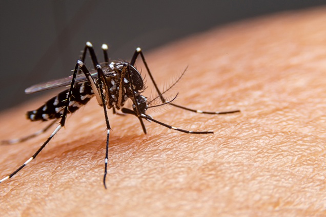Mosquito del dengue en el aeropuerto: por qué el hallazgo no implica un brote, pero sí exige vigilancia activa