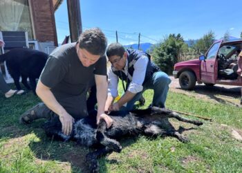 Seremi de Salud realiza operativo de zoonosis en Coyhaique por caso positivo de rabia en murciélago