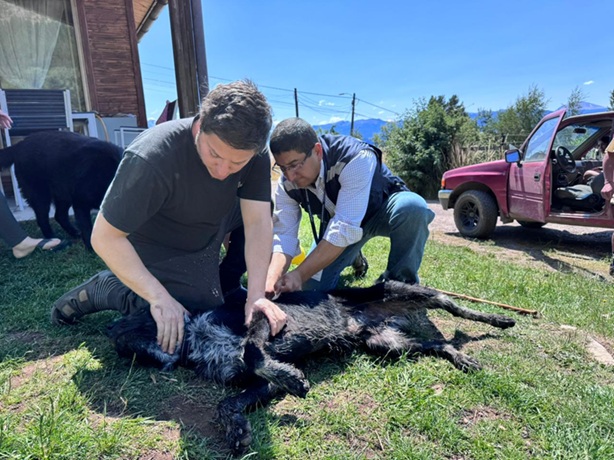 Seremi de Salud realiza operativo de zoonosis en Coyhaique por caso positivo de rabia en murciélago