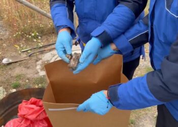 Más de 20 perros y gatos fallecidos: PDI investiga masiva muerte de mascotas en Balmaceda