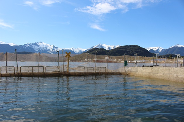 Condenan a empresa salmonera por afectar el fondo marino en Aysén