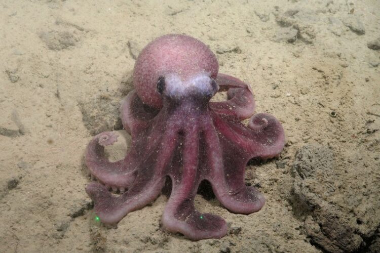 Científicos chilenos descubren nueva especie de pulpo que amplía la biodiversidad del Pacífico suroriental