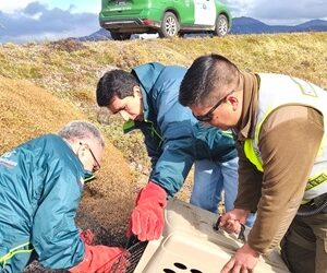 Carabineros de Balmaceda y el SAG rescatan a un águila mora lesionada en la ruta CH-245