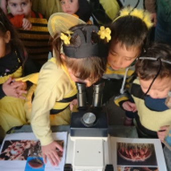 tehuelche noticias: Integra y SAG presentan texto infantil que destaca el gran aporte de las abejas