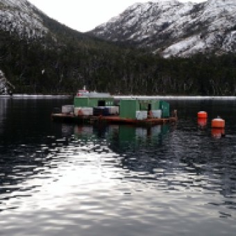tehuelche noticias: Sernapesca inicia investigaci&oacute;n contra empresa salmonera en Magallanes tras grave denuncia de posible adulteraci&oacute;n de informaci&oacute;n declarada de mortalidades