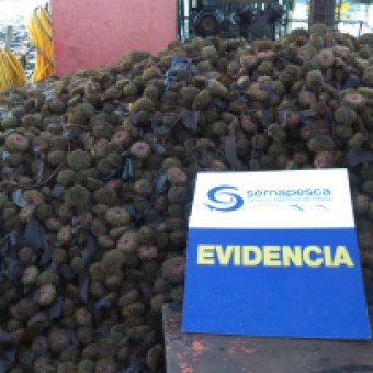 tehuelche noticias: Ays&eacute;n: Sernapesca y Armada sorprenden a cuatro embarcaciones for&aacute;neas operando ilegalmente en zonas de pesca de la regi&oacute;n