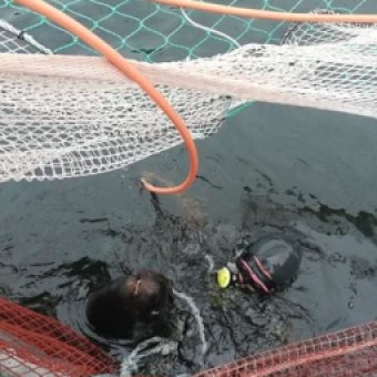 tehuelche noticias: El Servicio Nacional de Pesca y Acuicultura de Ays&eacute;n (Sernapesca), present&oacute; una denuncia formal en la Fiscal&iacute;a de Ays&eacute;n por maltrato animal