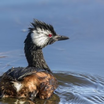 tehuelche noticias: Este viernes se realizar&aacute; una nueva versi&oacute;n del observatorio de aves acu&aacute;ticas en la regi&oacute;n de Ays&eacute;n
