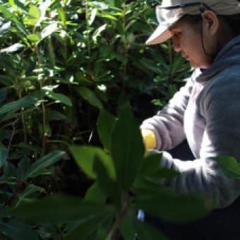 tehuelche noticias: Vivero &ldquo;El Mall&iacute;n&rdquo; ha entregado 8861 &aacute;rboles en la comuna de Ays&eacute;n