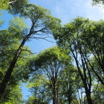tehuelche noticias: CONAF DESTAC&Oacute; IMPORTANCIA DEL MANEJO DE LOS  BOSQUES PARA LA SOSTENIBILIDAD DEL RECURSO
