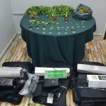 tehuelche noticias: O.S.7 de Carabineros detuvo a mujer tras decomisar 18 plantas de marihuana distribuidas en tres cultivos indoor