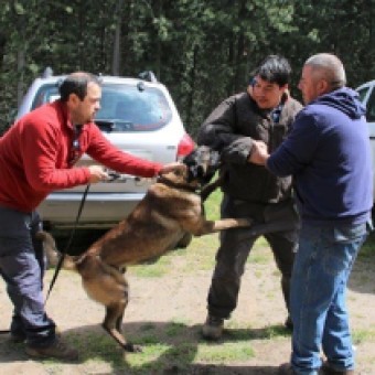 tehuelche noticias: Profesionales de la Seremi de Salud se capacitaron en manejo de animales peligrosos