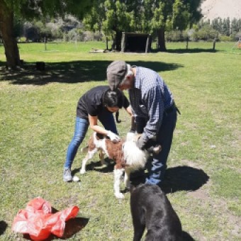 tehuelche noticias: Equipo municipal de tenencia responsable traslad&oacute; programa &ldquo;mascota protegida&rdquo; al sector San Mart&iacute;n