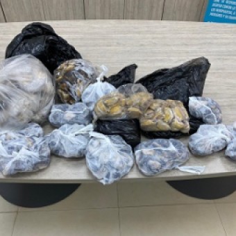 tehuelche noticias: Sernapesca detecta transporte ilegal de locos en aeropuerto Balmaceda