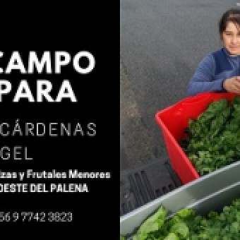 tehuelche noticias: Mercado Online, la iniciativa de INDAP Ays&eacute;n para apoyar la comercializaci&oacute;n de productores  campesinos  en tiempos de pandemia