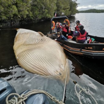 tehuelche noticias: Ays&eacute;n: Sernapesca examin&oacute; ballena enmallada en centro de cultivo e instruye acciones para evitar nuevos eventos