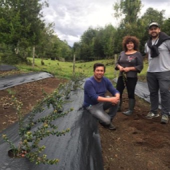 tehuelche noticias: Programa Frutales de INDAP Ays&eacute;n  &ldquo;Diversificaci&oacute;n productiva e innovaci&oacute;n al servicio de la agricultura familiar campesina en Ays&eacute;n&rdquo;