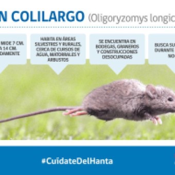 tehuelche noticias: Caso de Hantavirus se recupera tras estar conectada a ventilaci&oacute;n mec&aacute;nica