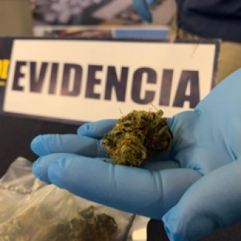 tehuelche noticias: Sacan de circulaci&oacute;n 68 dosis de cannabis sativa de Coyhaique