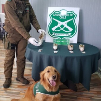 tehuelche noticias: Carabineros del O.S.7 con apoyo de &ldquo;Dala&rdquo; sacan de circulaci&oacute;n m&aacute;s de mil dosis de marihuana avaluada en m&aacute;s de 10 millones de pesos