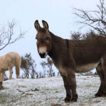 tehuelche noticias: AG R&Iacute;O BAKER INCORPORA BURROS PARA PROTEGER  AL GANADO OVINO DE PERROS Y DEPREDADORES