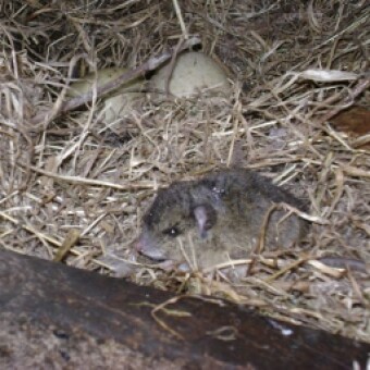 tehuelche noticias: Confirman nuevo caso de Hantavirus en Ays&eacute;n