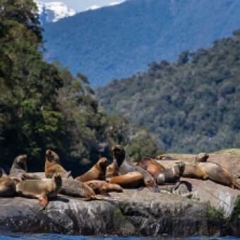 tehuelche noticias: Educaci&oacute;n Ambiental inicia ciclo de charlas en Biodiversidad y Residuos para profesores/as de la regi&oacute;n de Ays&eacute;n.