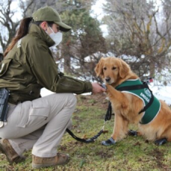 tehuelche noticias: Dala, Betsab&eacute; y Denver: los ejemplares caninos que apoyan la labor de Carabineros en la Regi&oacute;n de Ays&eacute;n