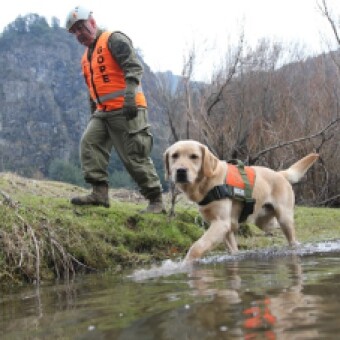 tehuelche noticias: Carabineros del GOPE Ays&eacute;n incorpora a &ldquo;Denver&rdquo; en la b&uacute;squeda de persona desaparecida tras ca&iacute;da de veh&iacute;culo al R&iacute;o Simpson