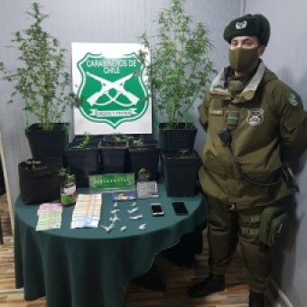tehuelche noticias: Carabineros del O.S.7 Ays&eacute;n junto a la Fiscal&iacute;a de Coyhaique allanan inmueble foco de cultivo y venta de marihuana y logran detenci&oacute;n de tres personas