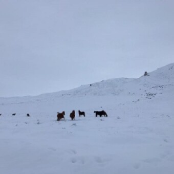 tehuelche noticias: Productores laneros de &ldquo;El Ceballo&rdquo; pierden decenas de animales bajo la nieve