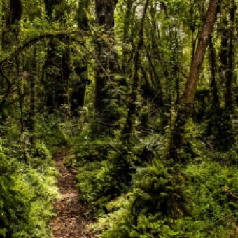 tehuelche noticias: Regi&oacute;n de Ays&eacute;n cuenta con nuevo Santuario de la Naturaleza Meull&iacute;n- Puye que proteger&aacute; 29 mil hect&aacute;reas de lagos y humedales