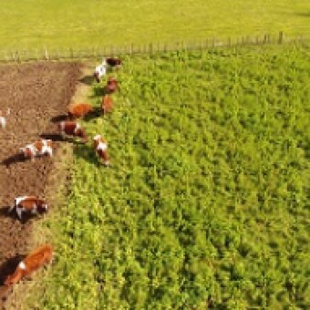 tehuelche noticias: Mejoramiento Gen&eacute;tico, Apoyo en la Gesti&oacute;n Comercial y Asesor&iacute;a T&eacute;cnica, las claves de INDAP para fortalecer el rubro Ganadero con inversi&oacute;n FNDR
