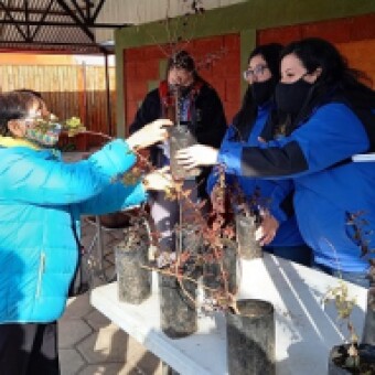 tehuelche noticias: Chile Chico: Con &eacute;xito se realiz&oacute; Primera Feria del Intercambio de Plantines y Semillas