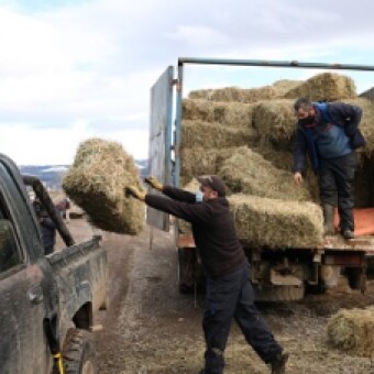 tehuelche noticias: CAMPESINOS DE COYHAIQUE VALORARON AYUDA DEL MUNICIPIO CON FORRAJE PARA ANIMALES &ldquo;NO NOS QUEDABA PASTO, ESTE INVIERNO HA SIDO MUY MALO&rdquo;