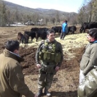 tehuelche noticias: Carabineros insta a crianceros a resguardar el ganado y llama a consumidores a proteger la salud y no adquirir carne clandestina