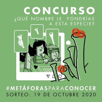 tehuelche noticias: Concurso invita a imaginar nombres para especies del microbosque de Ays&eacute;n